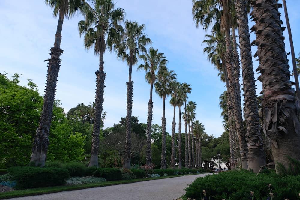 Looking down the main boulevard at Williamstown Botanic Gardens. Lined with palm trees and a blue sky behind it with a white path of shingles.