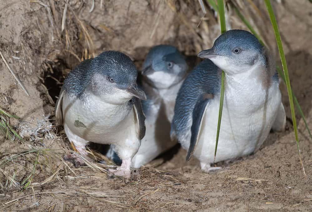 little penguins port fairy